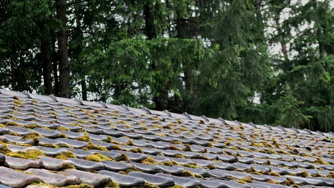 Photos of roof tiles covered in algae and moss.